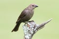 Female Cowbird On A Perch Royalty Free Stock Photo