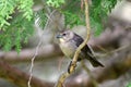 Female Cowbird perched in a cedar tree Royalty Free Stock Photo