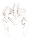 Female coxal bones