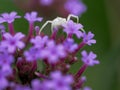 A female crab spider hunts over a purple flower head