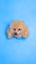 a female cream poodle dog photoshoot studio pet photography with concept breaking blue paper head through it with expression