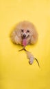 a female cream poodle dog photoshoot studio pet photography with concept breaking yellow paper head through it with expression