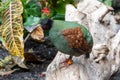 A female crested partridge Rollulus rouloul also known as the crested wood partridge, roul-roul, red-crowned wood partridge, Royalty Free Stock Photo