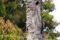 Female Crimson-Crested Woodpecker Pecking on Dead Tree