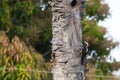 Female Crimson-Crested Woodpecker Vocalizing on Dead Tree