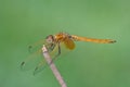 Female crimson dropwing