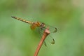 A female crimson dropwing dragonfly