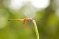 Female Crimson Dropwing dragonfly