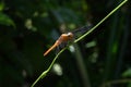 A female Crimson tailed marsh hawk dragonfly sitting on top of a vine stem