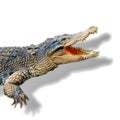 the female crocodile is more aggressive. Pandaan - East Java. Indonesia
