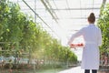 Rear view of female crop scientist carrying tomatoes in crate at greenhouse