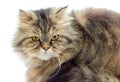 Female crossbreed of siberian and persian cat