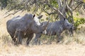 Female and cub northern white rhino in the bush Royalty Free Stock Photo