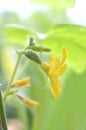 Female cucumber flower, Cucumis sativus