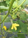 Female cucumber flower ready for pollination