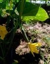 Female cucumber flowers will bear fruit