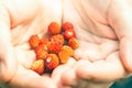 In a female cupped hand a handful of freshly picked wild strawberries Royalty Free Stock Photo