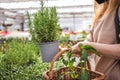 Female customer shopping herb in garden center Royalty Free Stock Photo