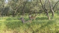 A female and a cute baby Indian deer sambar Rusa unicolor are resting in the lush green grass