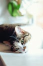 Female, cute calico cat lying on the windowsill and posing for a photographer Royalty Free Stock Photo