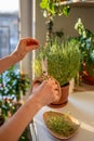 Woman cutting fresh sprig of home grown thyme herb for cooking with scissors close up Royalty Free Stock Photo