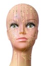 Female cyborg head isolated on white background Royalty Free Stock Photo