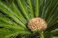 Female cycad sago palm, Cycas revoluta