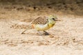 Female D`Arnaud African barbet bird with bug in its beak at Serengeti in Tanzania, East Africa Royalty Free Stock Photo