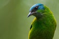 Female Dacnis cayana, in Ubatuba, Brazil