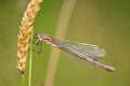 Female Damselfly : Enallagma cyathigerum