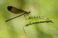 Female damselfly perched on a stick