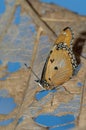 Female danaid eggfly Hypolimnas misippus on a leaf. Royalty Free Stock Photo