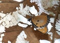 Female danaid eggfly Hypolimnas misippus under a leaf. Royalty Free Stock Photo