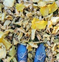 Female dark blue shoes on grass, yellow autumn leaves background. Royalty Free Stock Photo