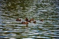 A female Tufted Duck and chickens