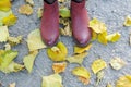 Female dark pink shoes on yellow leaves, grey background.