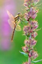 Female darter Royalty Free Stock Photo