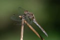 A female darter dragonfly sits on a dry reed leaf. The background is green. The sun is shining. The Royalty Free Stock Photo