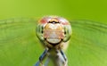 Female darter portrait