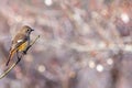 Female daurian redstart on Japanese apricot tree Royalty Free Stock Photo