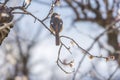 Female daurian redstart on Japanese apricot tree Royalty Free Stock Photo