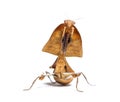 Female dead leaf mantis deroplatys truncata, isolated