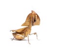Female dead leaf mantis deroplatys truncata, isolated