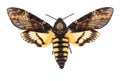 Death`s head hawk-moth isolated on white