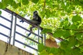 A female of a deciduous leaf monkey with a cub. Langurs mother and baby, sits on an iron fence against the sky and trees. Shooting