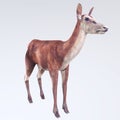 Female Deer animal isolated on background