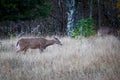 Female Deer in the bush