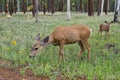 Female deer with calf Royalty Free Stock Photo