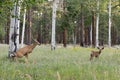 Female deer with calf Royalty Free Stock Photo