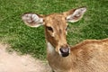 A female deer Royalty Free Stock Photo